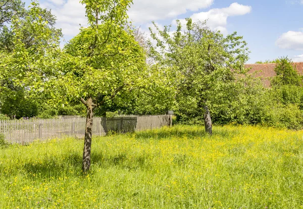 Paysages ruraux avec arbres fruitiers — Photo