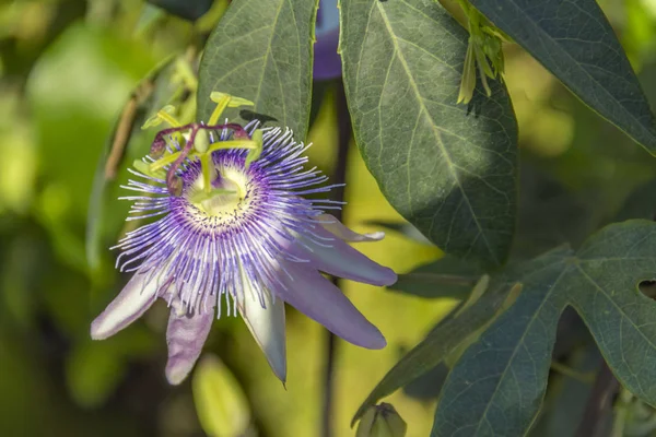 Passion blomma detalj — Stockfoto