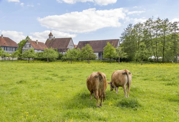 Aldea y vacas —  Fotos de Stock