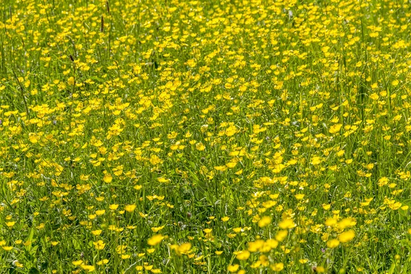 Sunny scenérie zachycuje hodně žluté květy — Stock fotografie