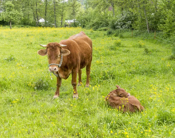 Cow and calf — Stock Photo, Image