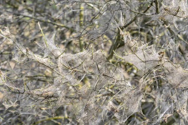 Armiño telaraña — Foto de Stock