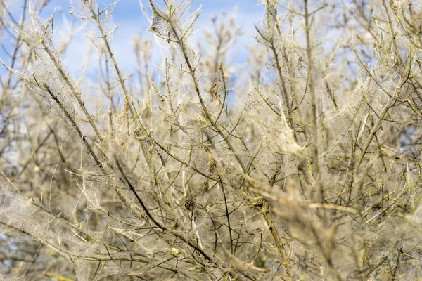 Ermine moth web — Stock Photo, Image