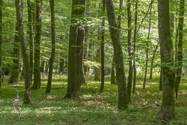 Paysages forestiers à l'heure d'été — Photo