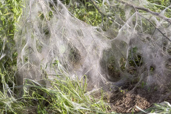 Hermelijn nachtvlinder web — Stockfoto