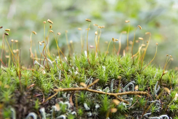 Moss spores closeup — Stock Photo, Image