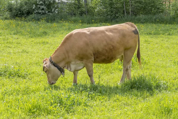 Krowa i pastwiska — Zdjęcie stockowe