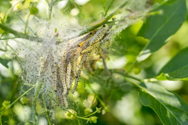 Ermine moth caterpillars and web — Stock Photo, Image