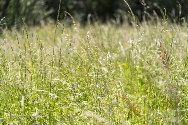 Prairie ensoleillée de fleurs sauvages — Photo