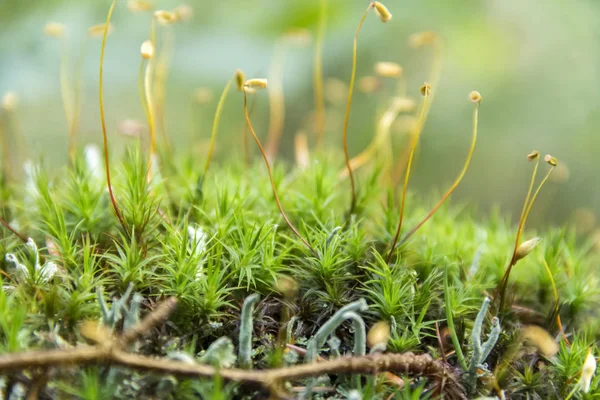 Moss sporer närbild — Stockfoto