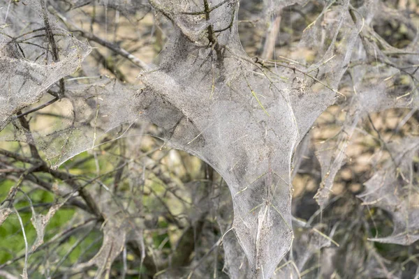 Hermelinen moth web — Stockfoto