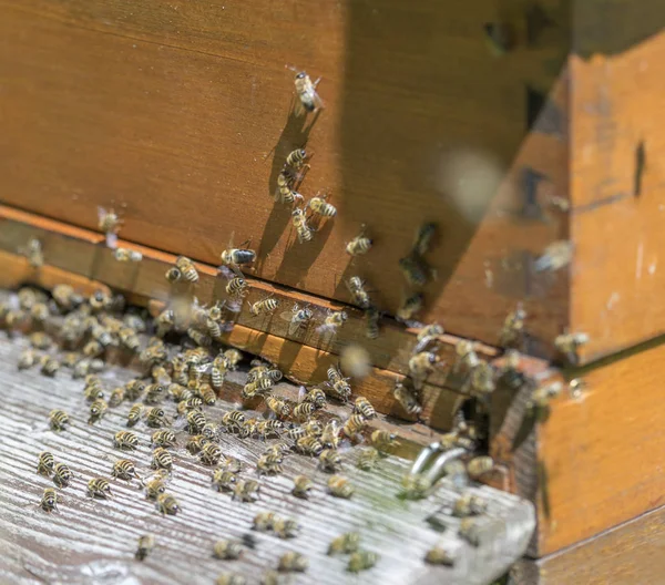 Colmena y abejas — Foto de Stock