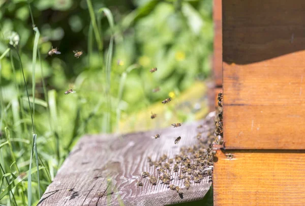 Colmena y abejas — Foto de Stock