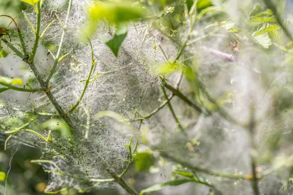 Hermelinen mal larver och web — Stockfoto