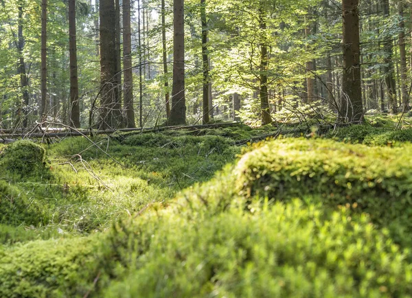 Sunny forest scenery — Stock Photo, Image
