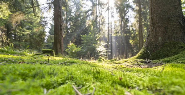 Sunny forest scenery — Stock Photo, Image