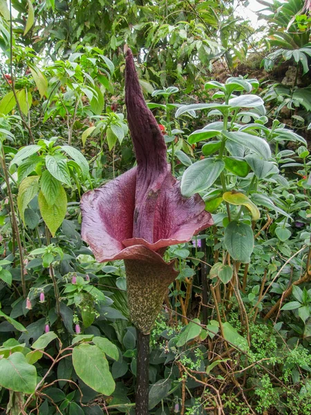 Pianta di arum di titano nell'ambiente denso della vegetazione — Foto Stock