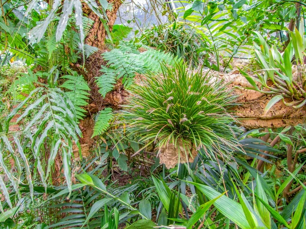 Yoğun orman bitki örtüsü — Stok fotoğraf