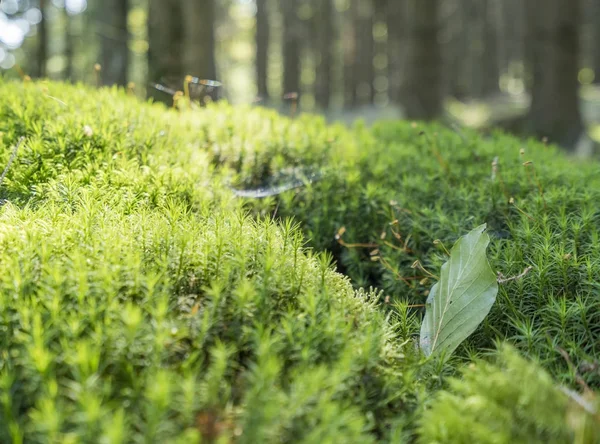 Zonnige bos landschap — Stockfoto