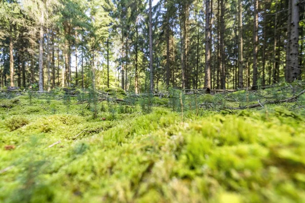 Paysages forestiers ensoleillés — Photo