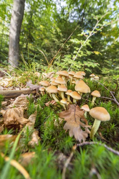 Viele Pilze — Stockfoto