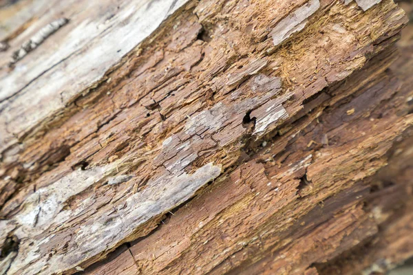 Detalle madera podrida — Foto de Stock