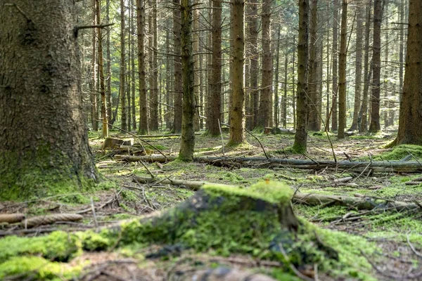 Idyllic forest scenery — Stock Photo, Image