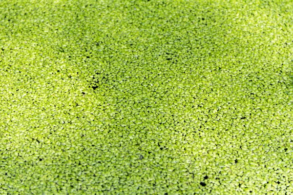 Grüner Wasserlinsenhintergrund — Stockfoto