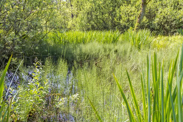 Sunny wetland scenery — Stock Photo, Image