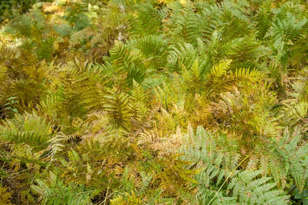 Fronds φτέρη πολύχρωμο — Φωτογραφία Αρχείου