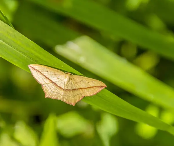 Borboleta na grama — Fotografia de Stock