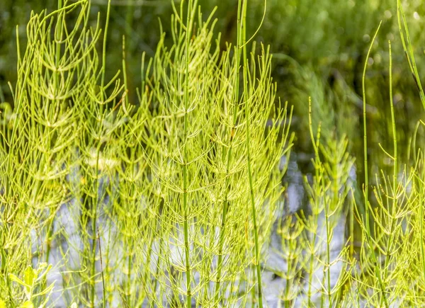 Wetland vegetatie detail — Stockfoto