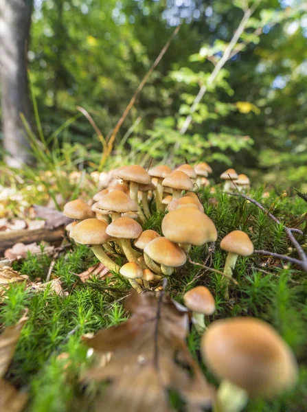 Viele Pilze — Stockfoto