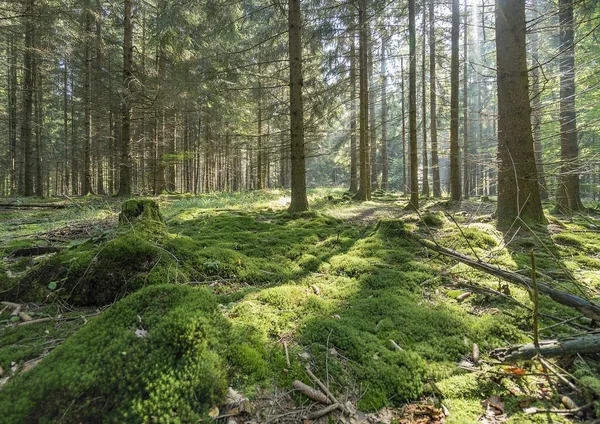 Idyllic forest scenery — Stock Photo, Image