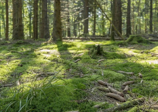 Paysage de forêt idyllique — Photo