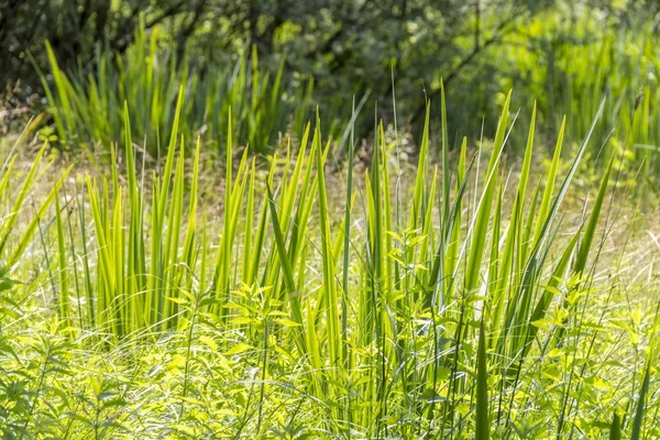 Våtmark vegetation detalj — Stockfoto