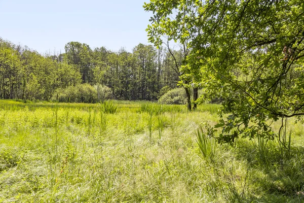日当たりの良い湿地帯風景 — ストック写真