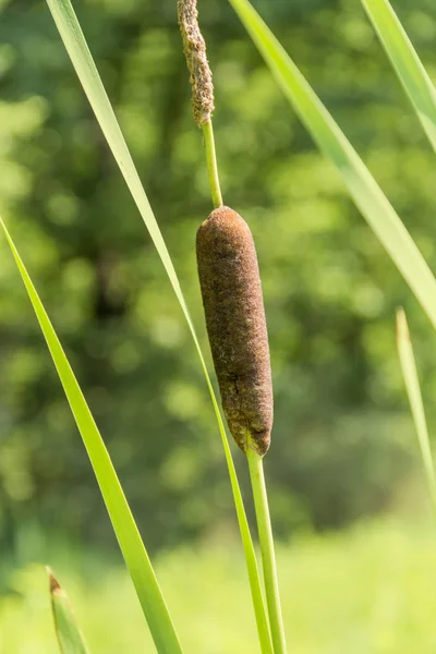 Detalhe da planta cattail em ambiente natural ensolarado — Fotografia de Stock