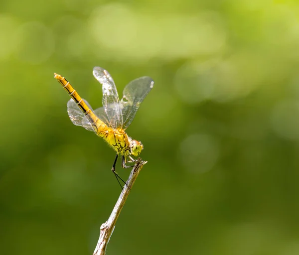 Sunny φωτεινές στηργμένος dragonfly στην Πράσινη θολή ατμόσφαιρα — Φωτογραφία Αρχείου