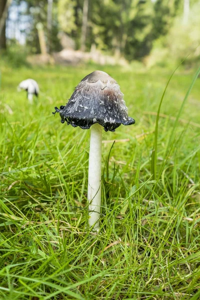 Shaggy casquette d'encre champignon — Photo