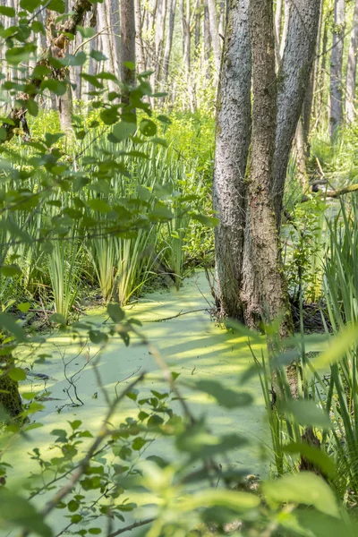 Sunny wetland scenery — Stock Photo, Image