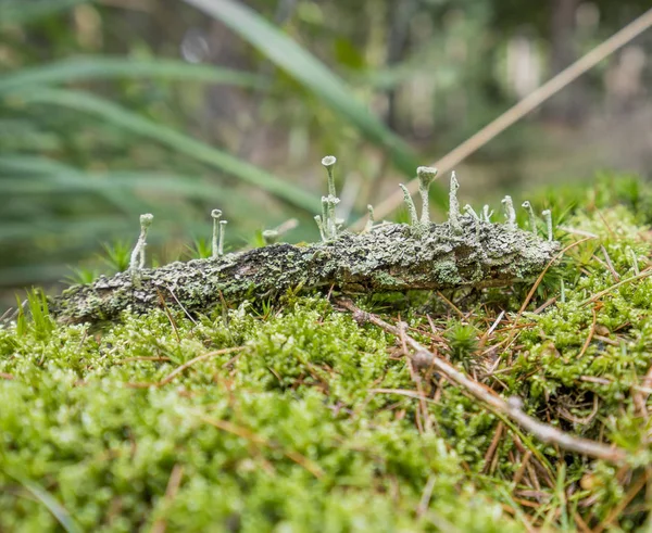 グランド カバー植物 — ストック写真