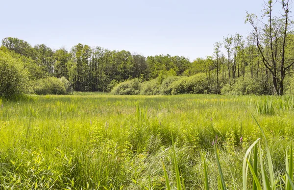 日当たりの良い湿地帯風景 — ストック写真
