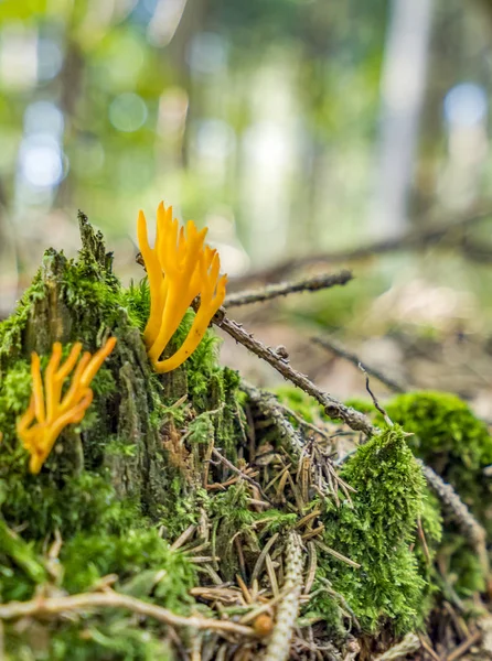 Orangenkorallenpilze — Stockfoto