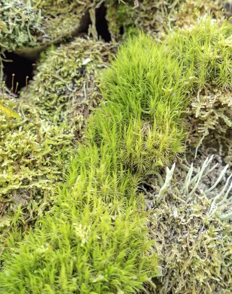 Ground cover vegetation — Stock Photo, Image