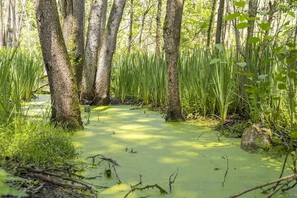 Sunny wetland scenery — Stock Photo, Image