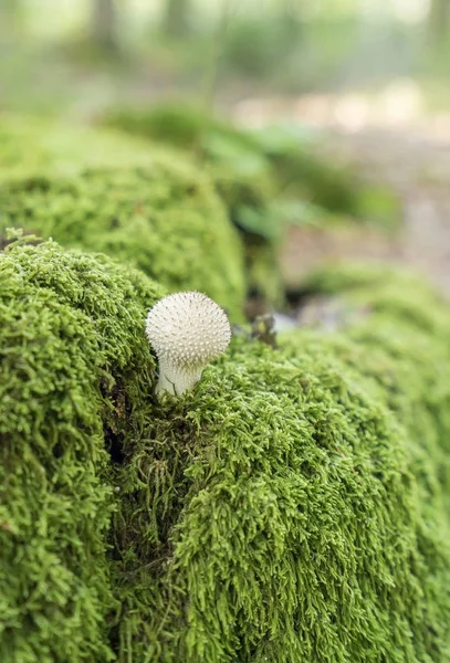 Tiro de ângulo baixo mostrando um cogumelo puffball — Fotografia de Stock