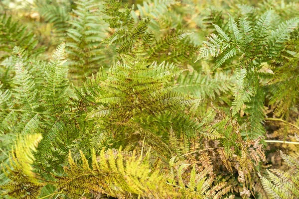 Frondes de samambaia coloridas — Fotografia de Stock