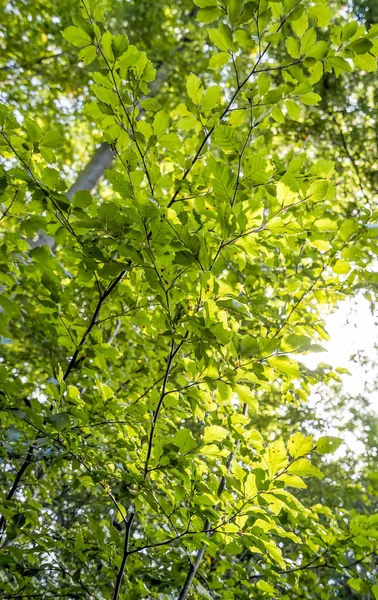 Sunny illuminated green foliage — Stock Photo, Image