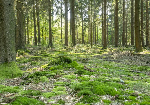 Idyllic forest scenery — Stock Photo, Image